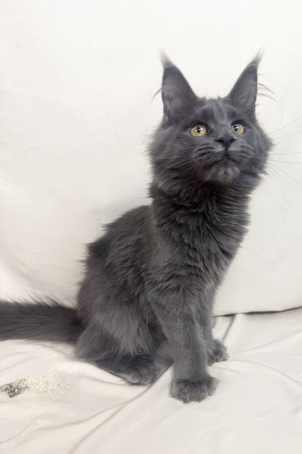 Honey | Polydactyl Maine Coon Kitten