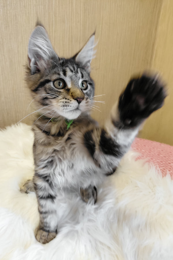 Ember | Maine Coon Kitten