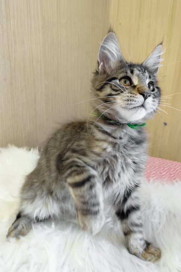 Ember | Maine Coon Kitten