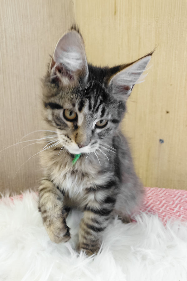 Ember | Maine Coon Kitten