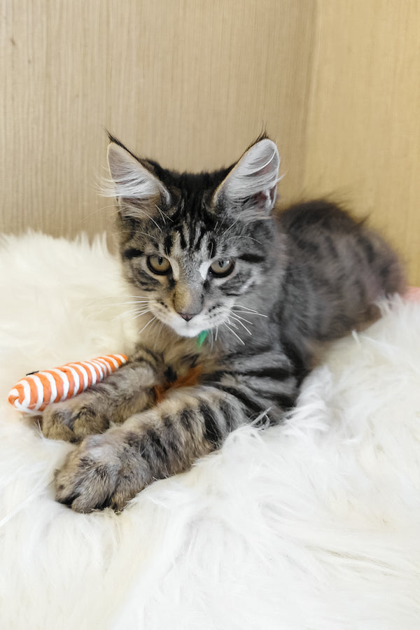 Ember | Maine Coon Kitten