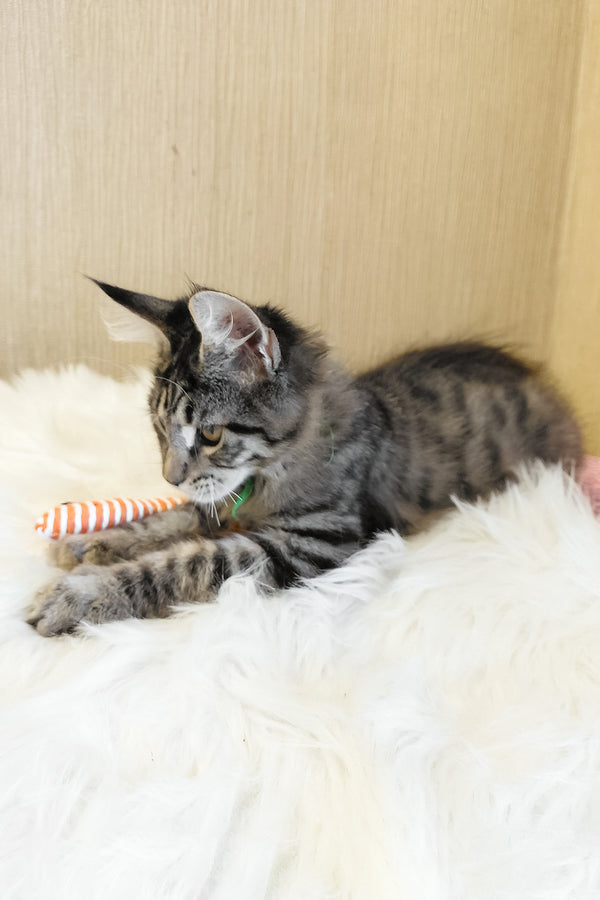 Ember | Maine Coon Kitten
