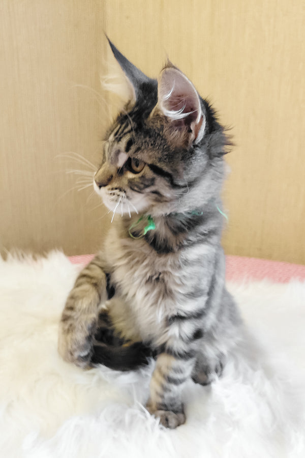 Ember | Maine Coon Kitten
