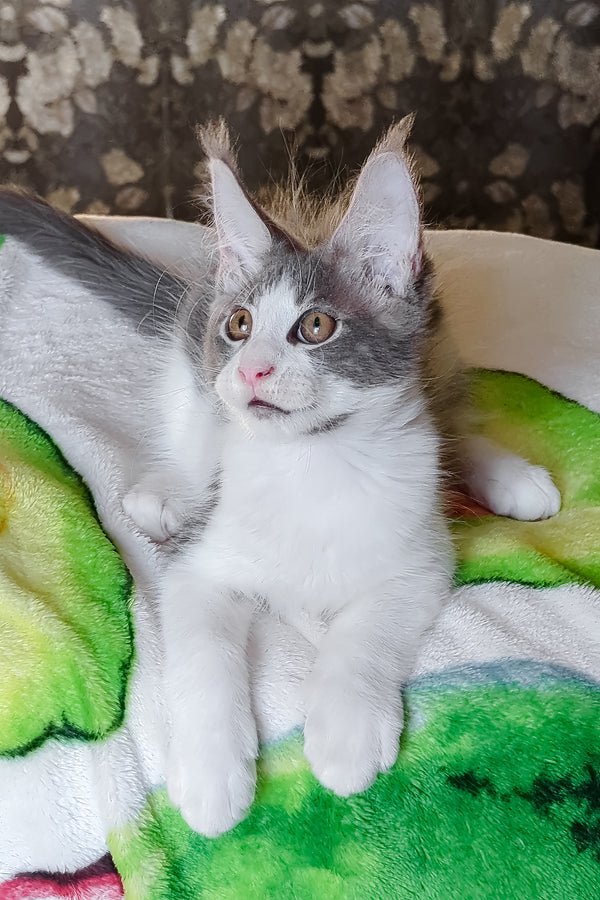 Honey | Maine Coon Kitten