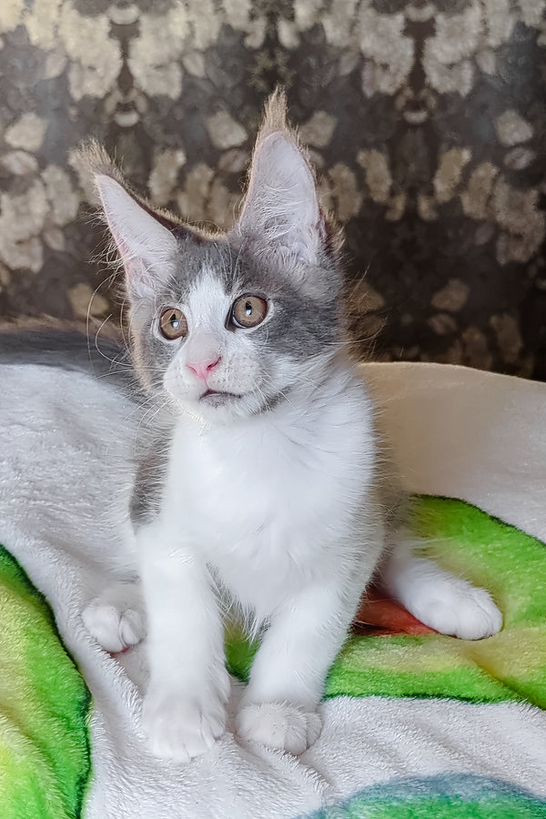 Honey | Maine Coon Kitten
