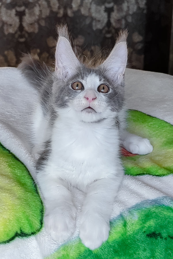 Honey | Maine Coon Kitten