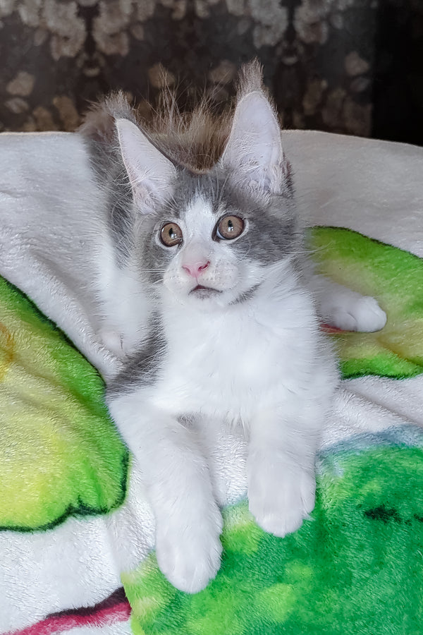 Honey | Maine Coon Kitten