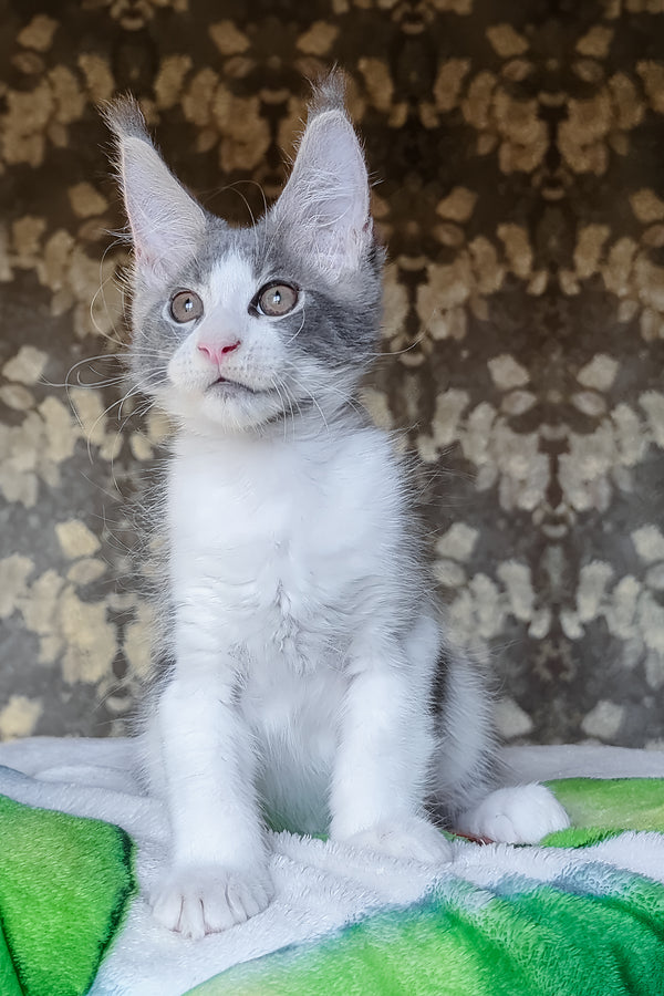 Honey | Maine Coon Kitten