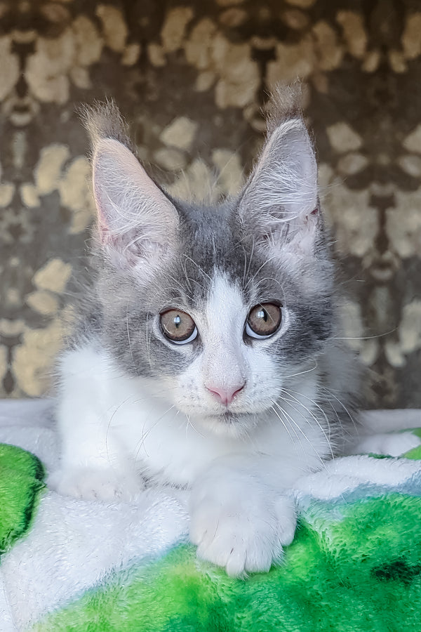 Honey | Maine Coon Kitten