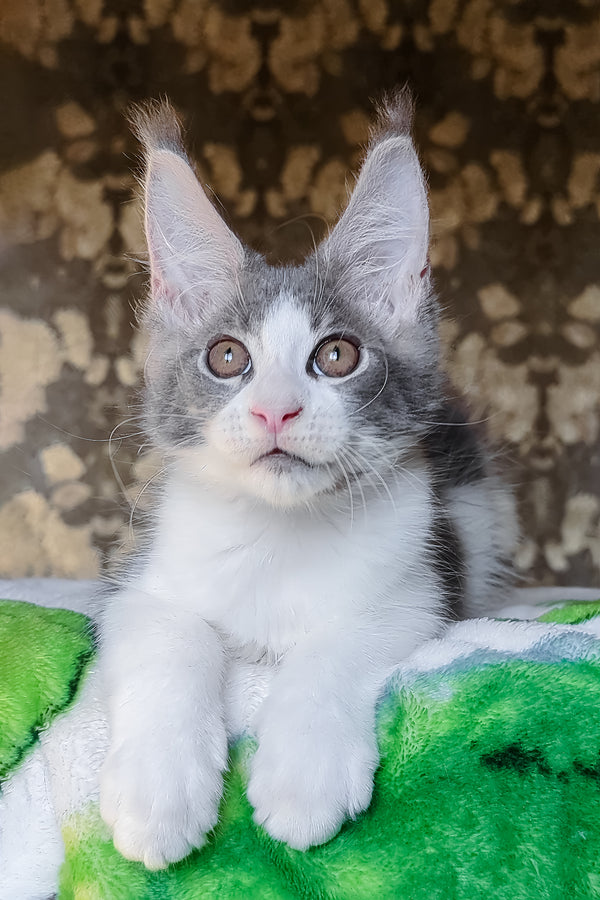 Honey | Maine Coon Kitten