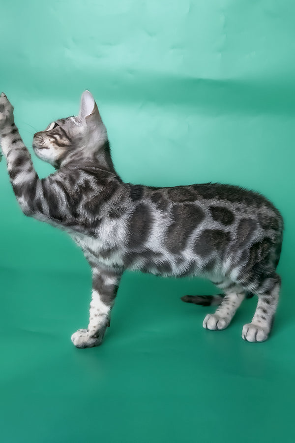 Honor | Bengal Kitten