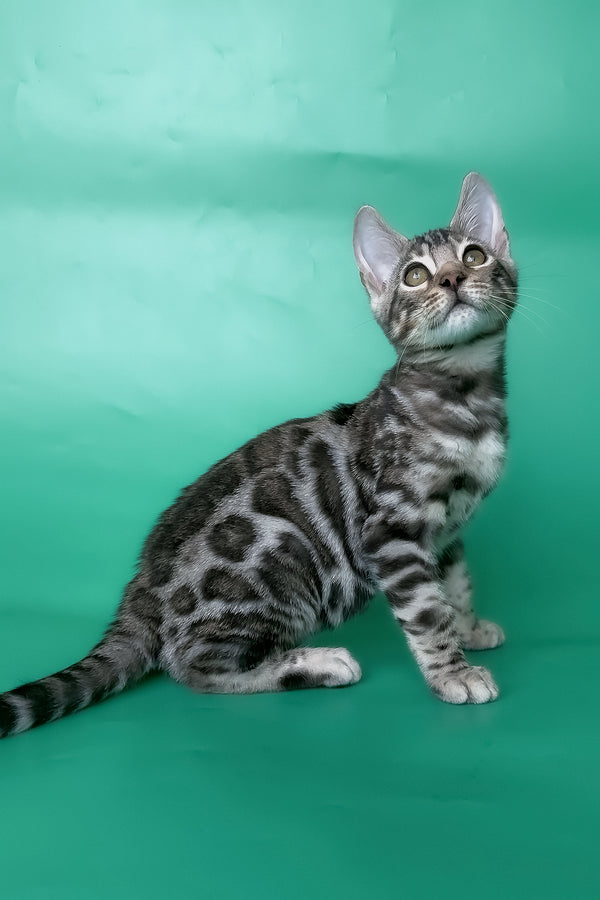 Honor | Bengal Kitten