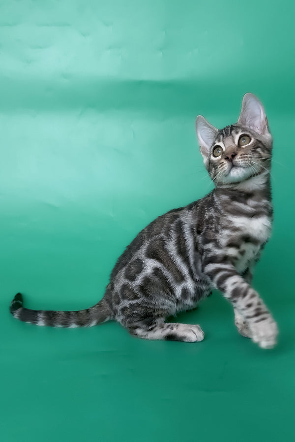 Honor | Bengal Kitten