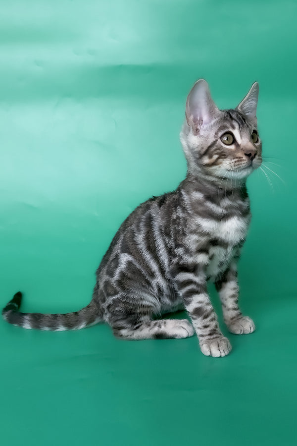 Honor | Bengal Kitten