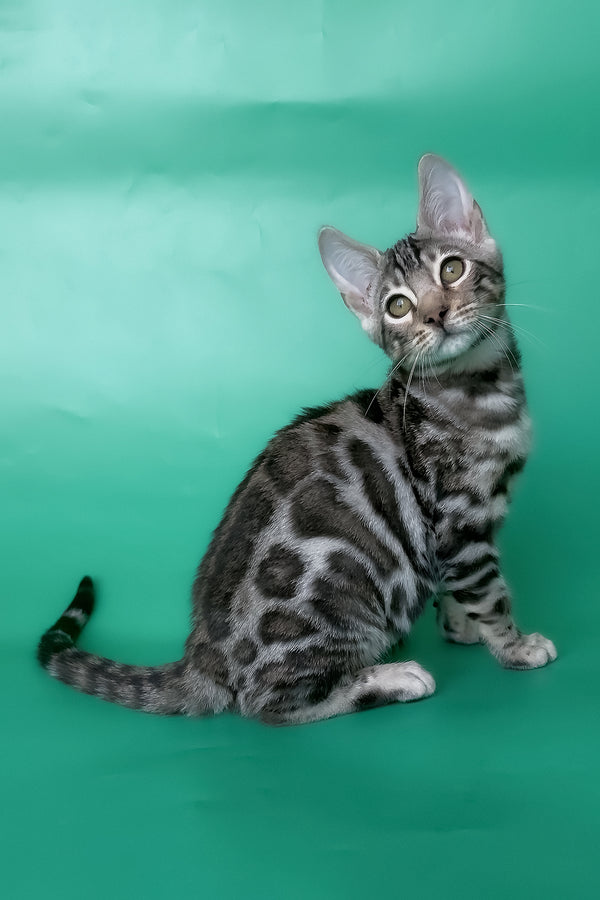 Honor | Bengal Kitten