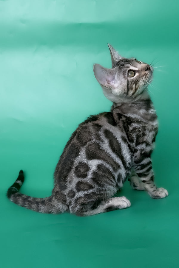 Honor | Bengal Kitten