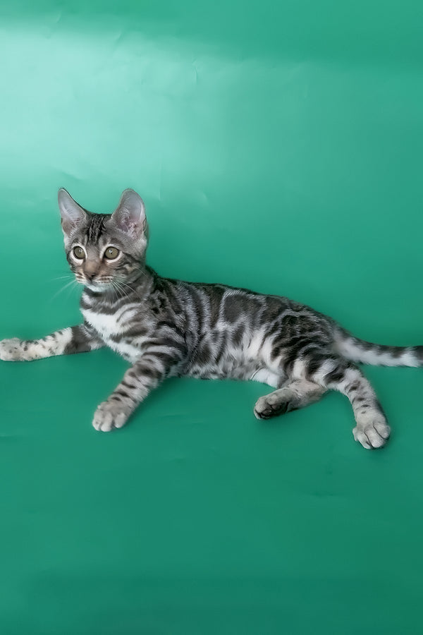 Honor | Bengal Kitten