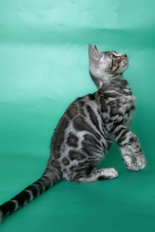 Honor | Bengal Kitten