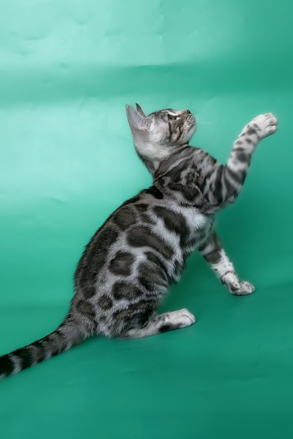 Honor | Bengal Kitten
