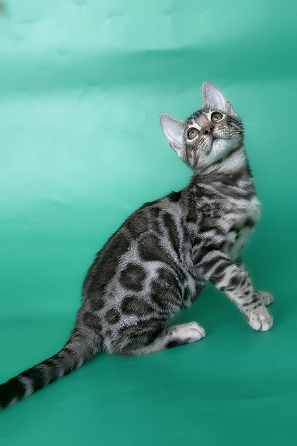 Honor | Bengal Kitten
