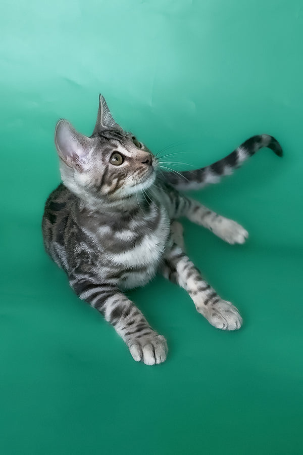 Honor | Bengal Kitten