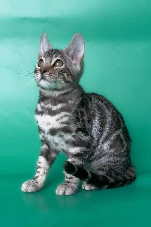 Honor | Bengal Kitten
