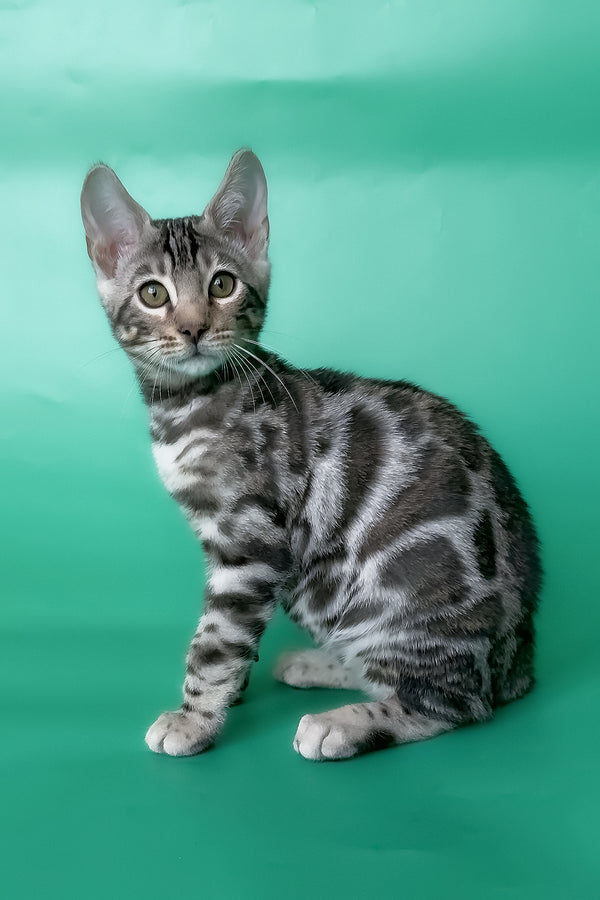 Honor | Bengal Kitten