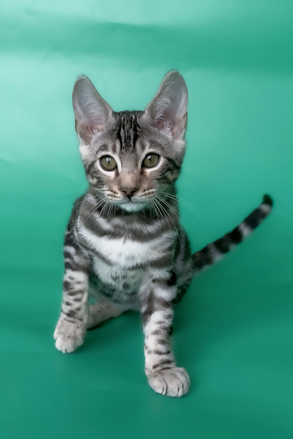 Honor | Bengal Kitten