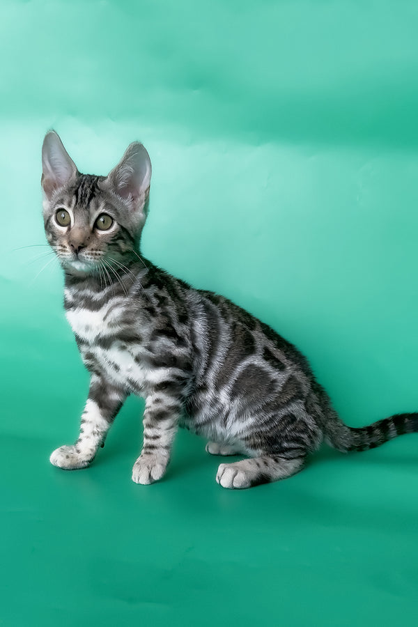 Honor | Bengal Kitten