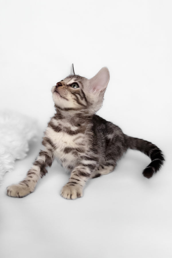 Honor | Bengal Kitten