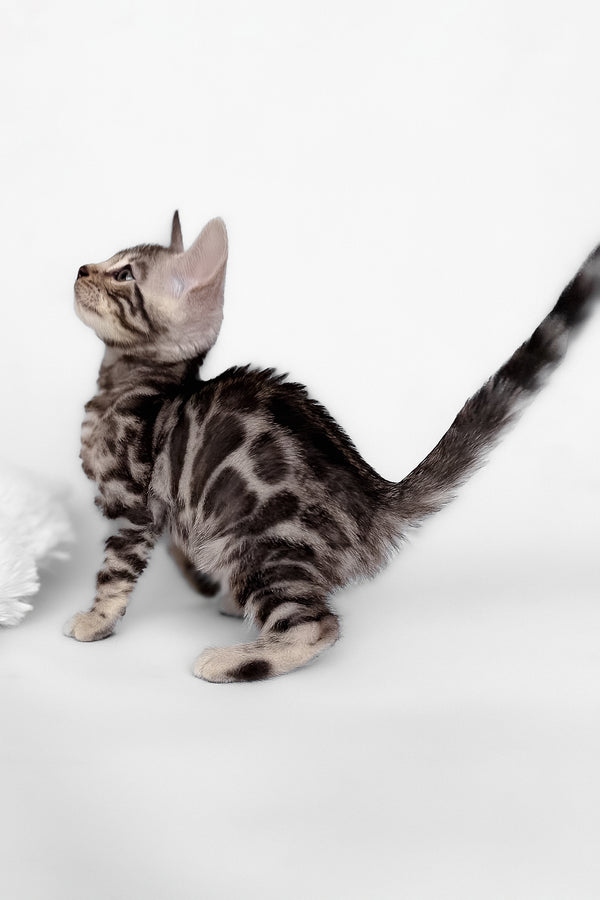 Honor | Bengal Kitten