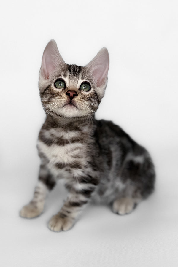 Honor | Bengal Kitten