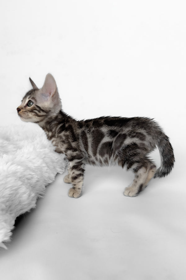 Honor | Bengal Kitten
