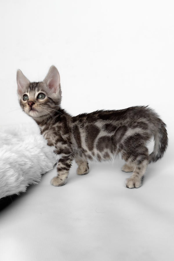 Honor | Bengal Kitten