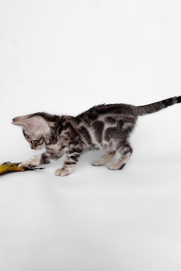 Honor | Bengal Kitten