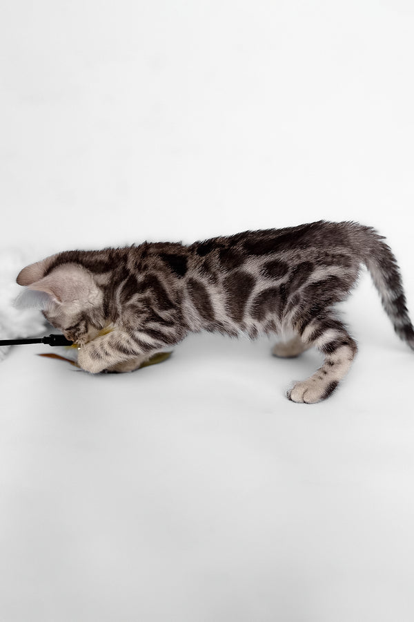 Honor | Bengal Kitten