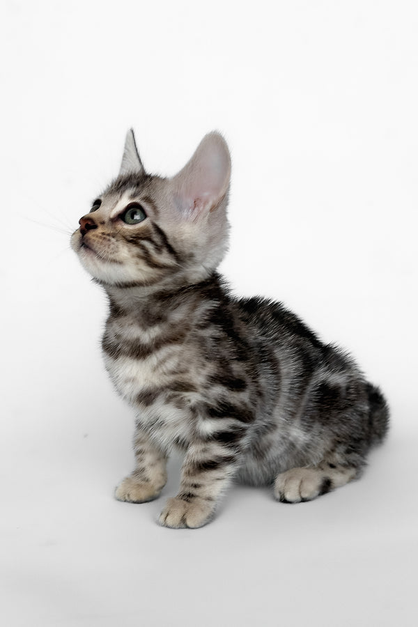 Honor | Bengal Kitten