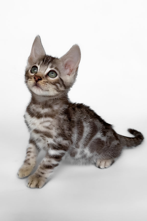 Honor | Bengal Kitten