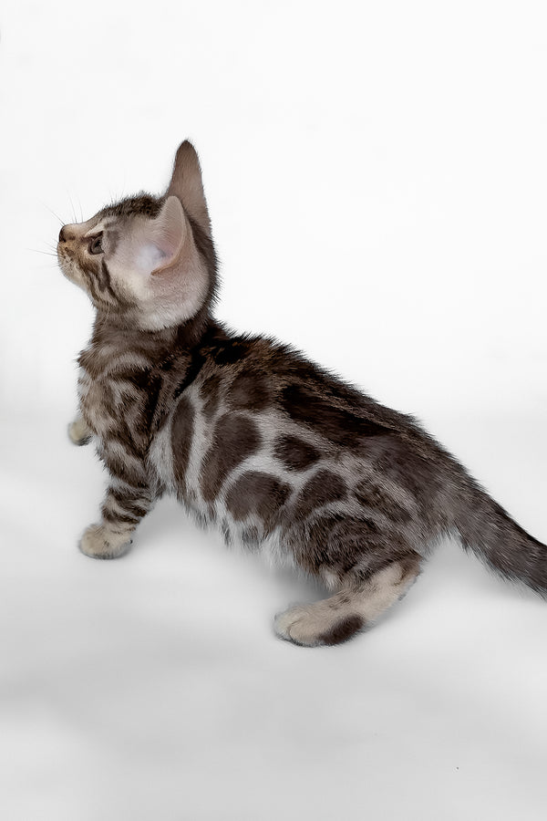 Honor | Bengal Kitten