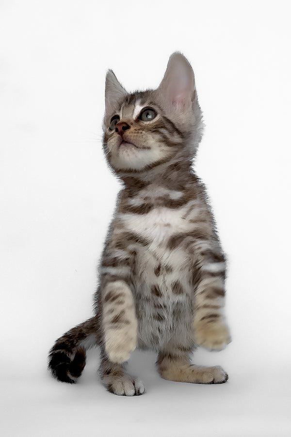 Honor | Bengal Kitten