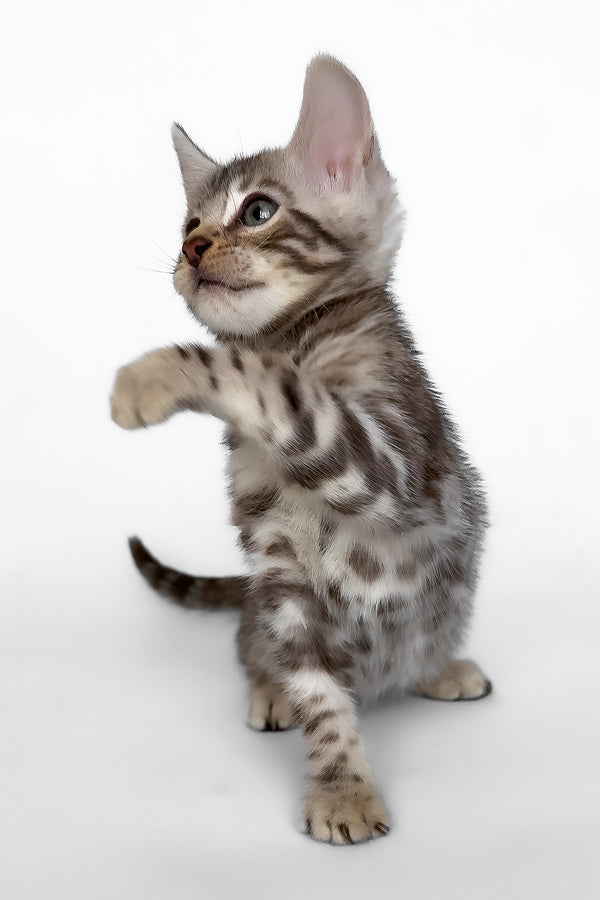 Honor | Bengal Kitten