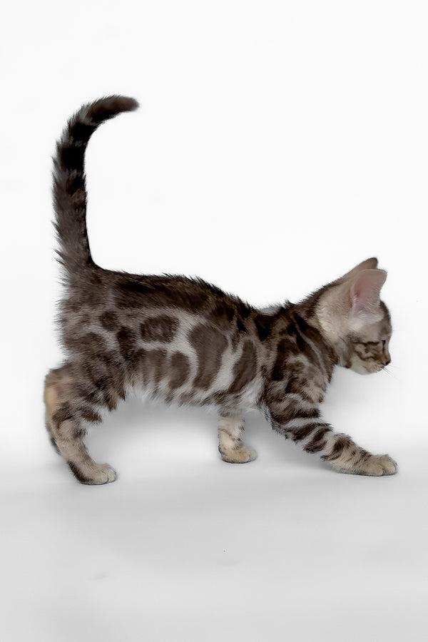 Honor | Bengal Kitten
