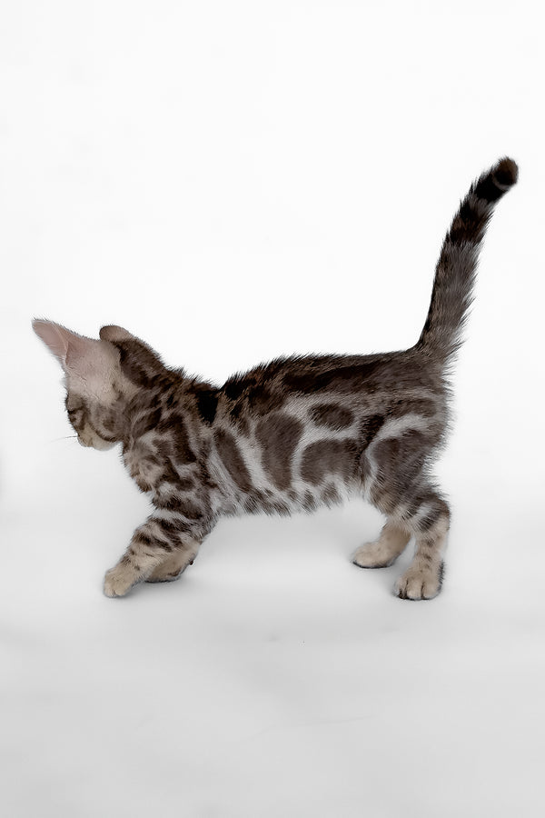 Honor | Bengal Kitten