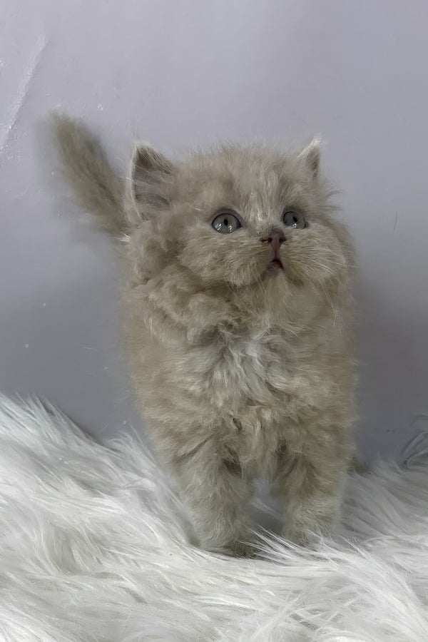 Hiro | British Longhair Kitten