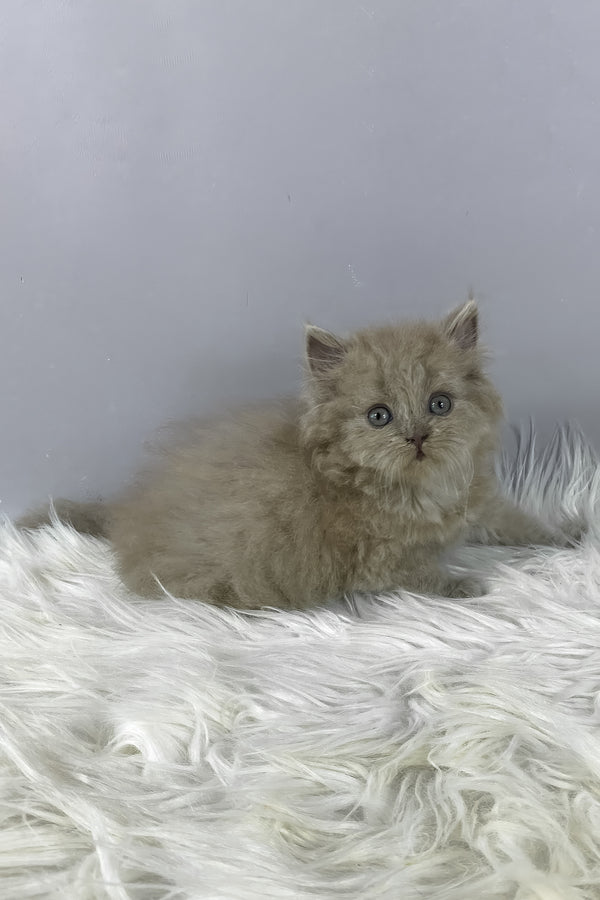 Hiro | British Longhair Kitten