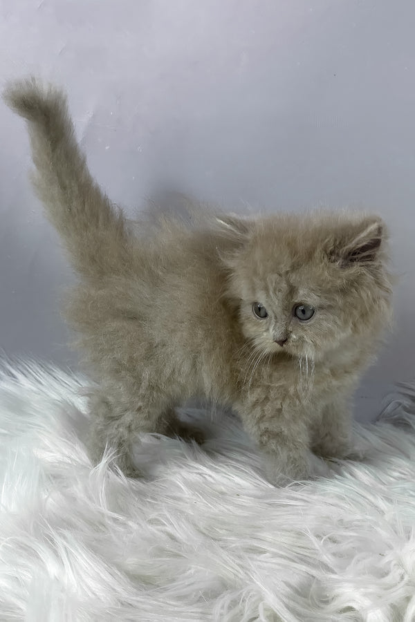 Hiro | British Longhair Kitten