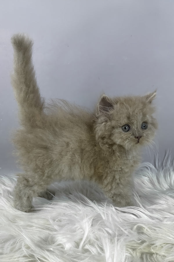 Hiro | British Longhair Kitten
