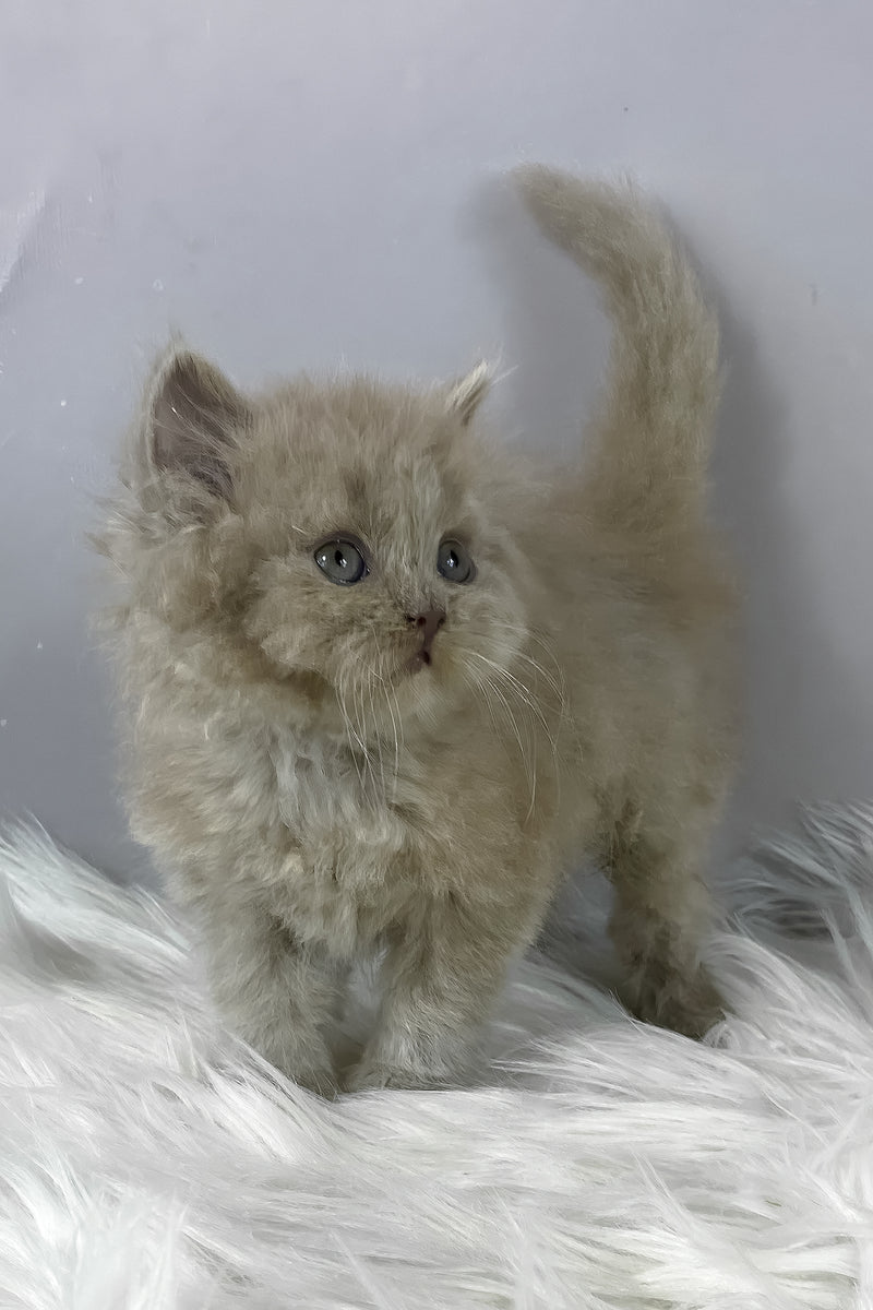 Hiro | British Longhair Kitten