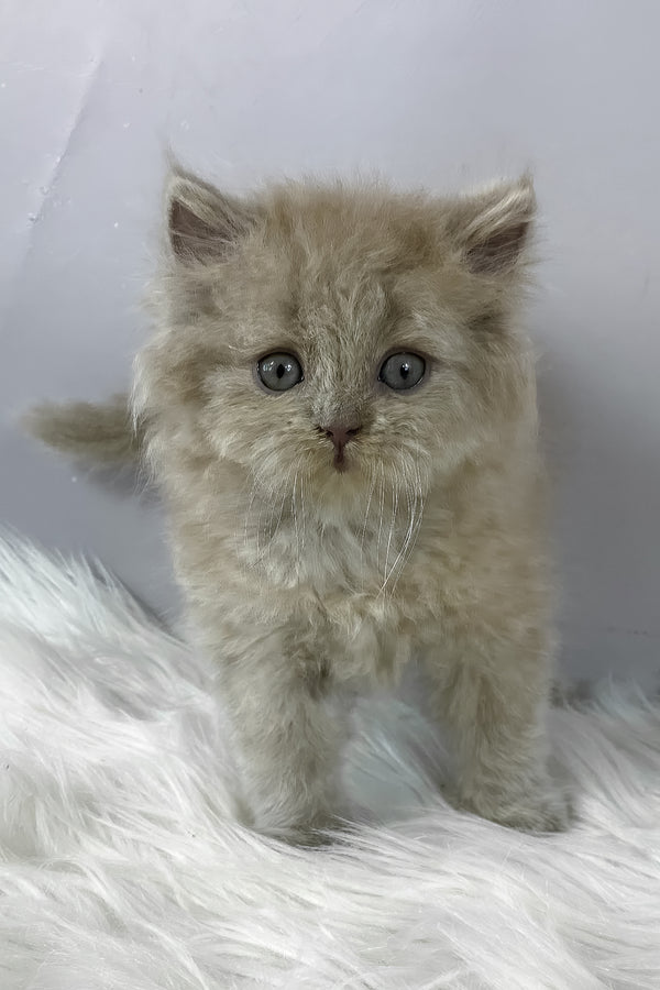 Hiro | British Longhair Kitten