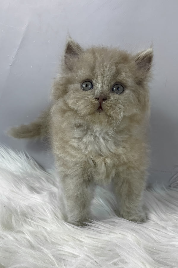 Hiro | British Longhair Kitten